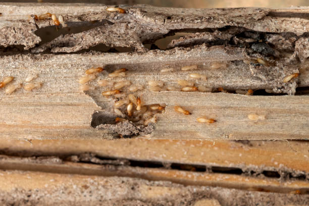 Professional Pest Control in Myerstown, PA
